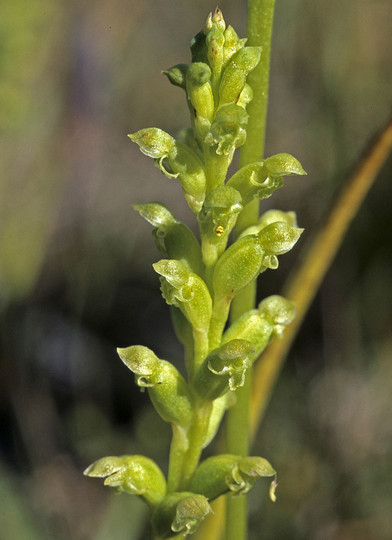 Microtis uniflora