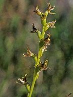 Prasophyllum sp. 1
