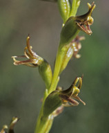 Prasophyllum sp. 1