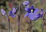 Thelymitra venosa