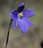 Thelymitra venosa