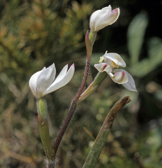 Caladenia lyallii