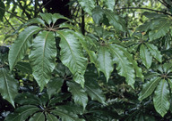 Schefflera digitata