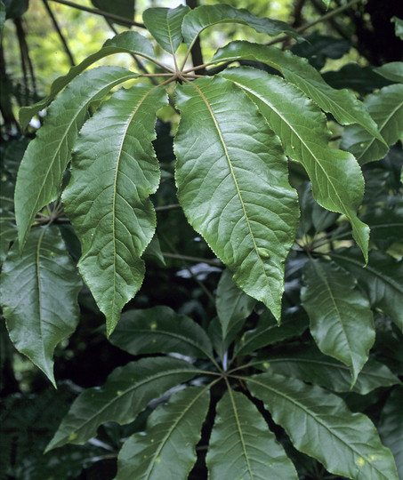 Schefflera digitata