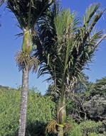 Rhopalostylis sapida