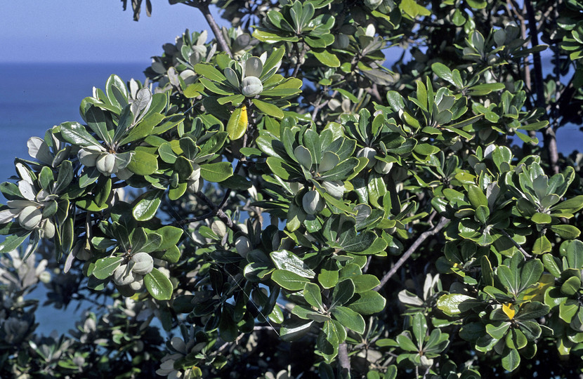 Pittosporum crassifolium