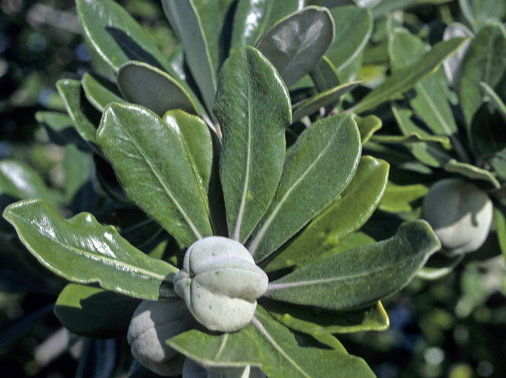 Pittosporum crassifolium