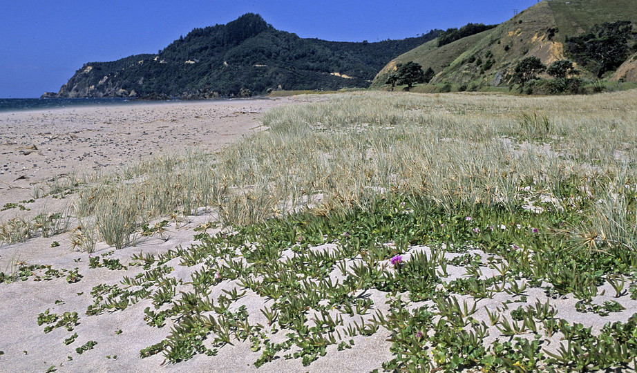 Carpobrotus edulis