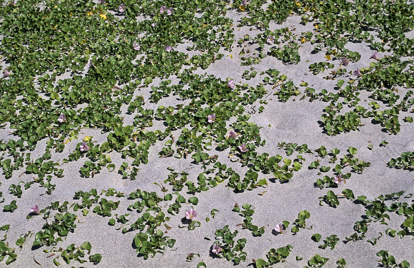 Calystegia soldanella