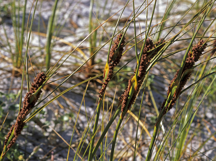 Desmoschoenus spiralis