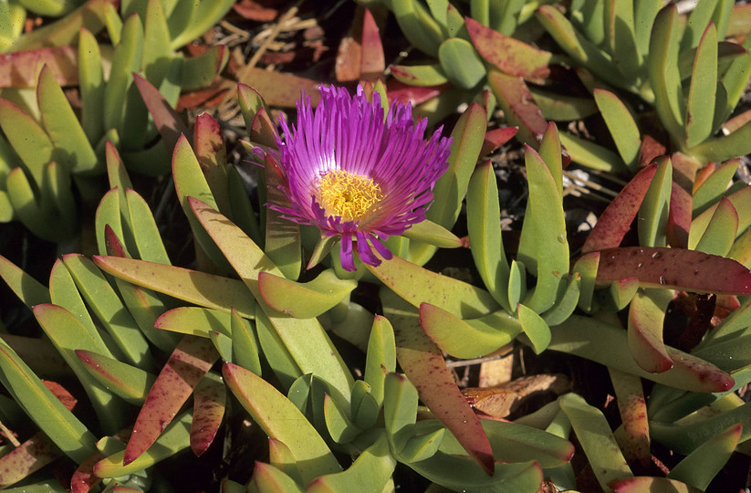 Carpobrotus edulis