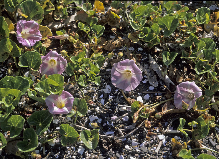 Calystegia soldanella