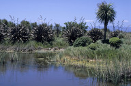 Phormium tenax