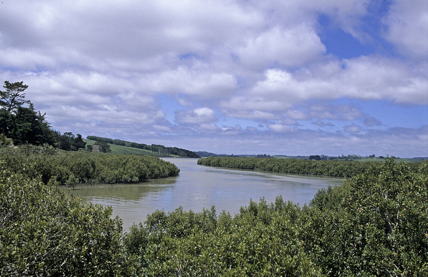 Avicennia marina var. resenifera