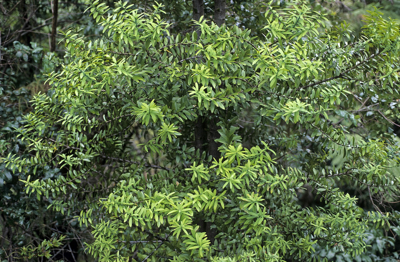 Agathis australis