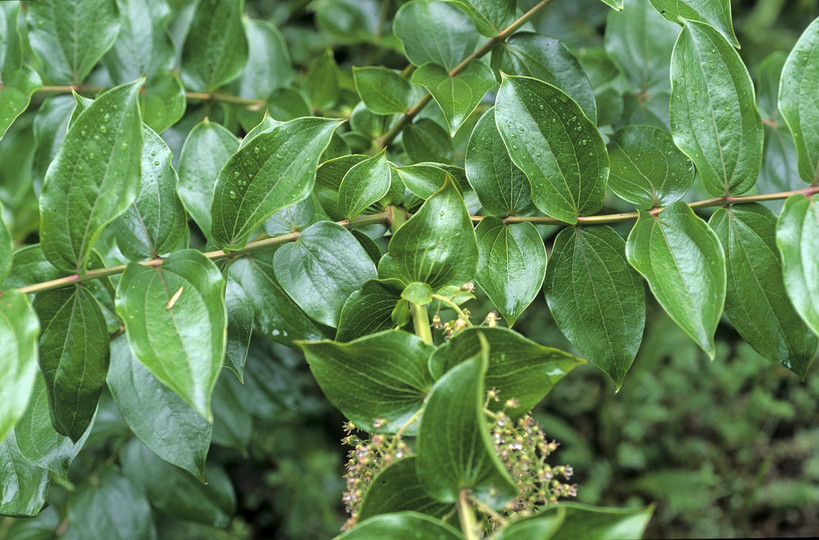 Coriaria arborea