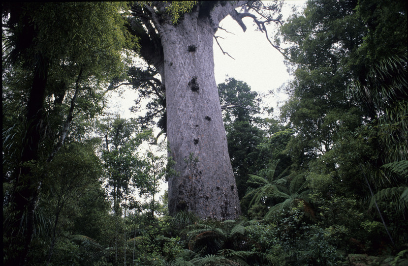 Agathis australis