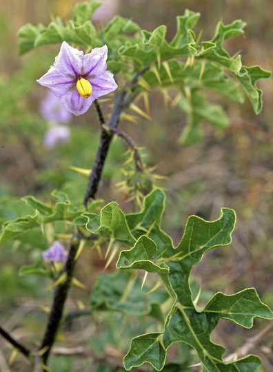 Solanum linnaeanum