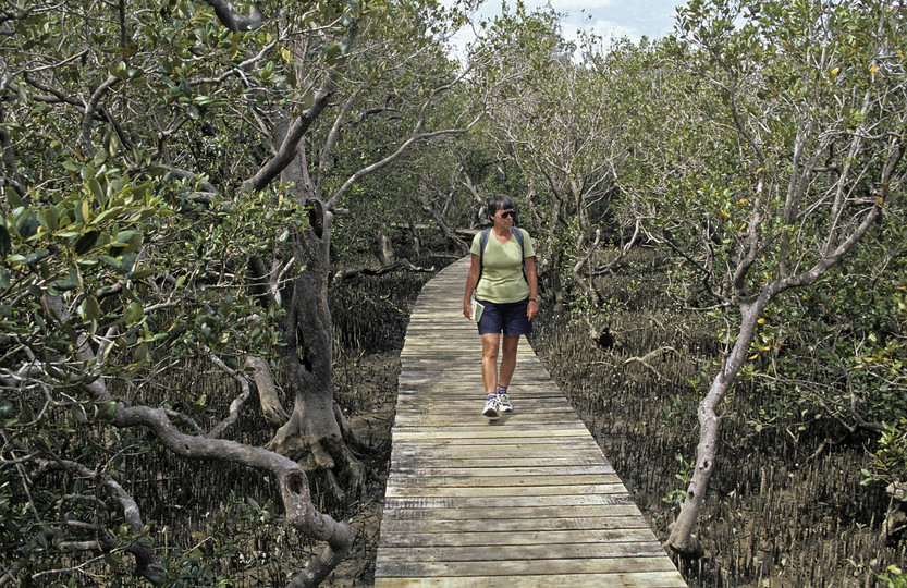 Avicennia marina var. resenifera