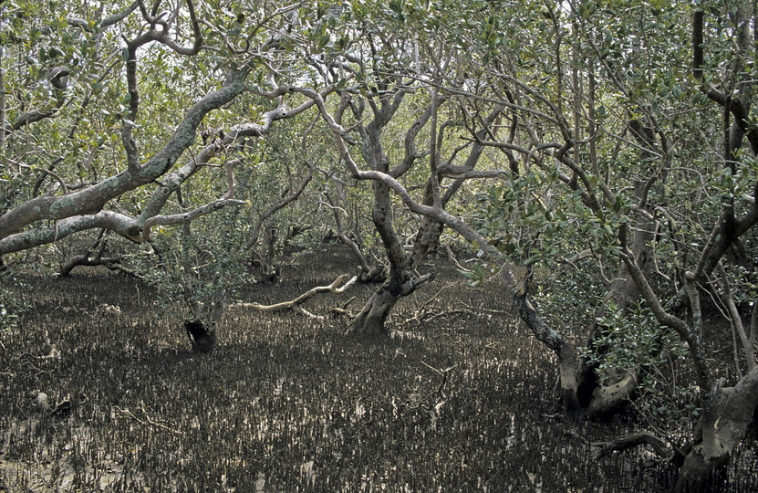 Avicennia marina var. resenifera