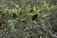 Avicennia marina var. resenifera