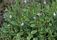 Lobelia anceps