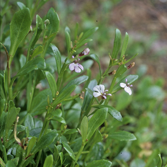 Lobelia anceps