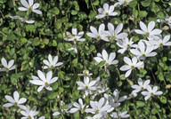 Pratia angulata