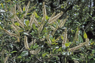 Weinmannia racemosa