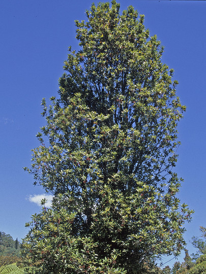 Knightia excelsa