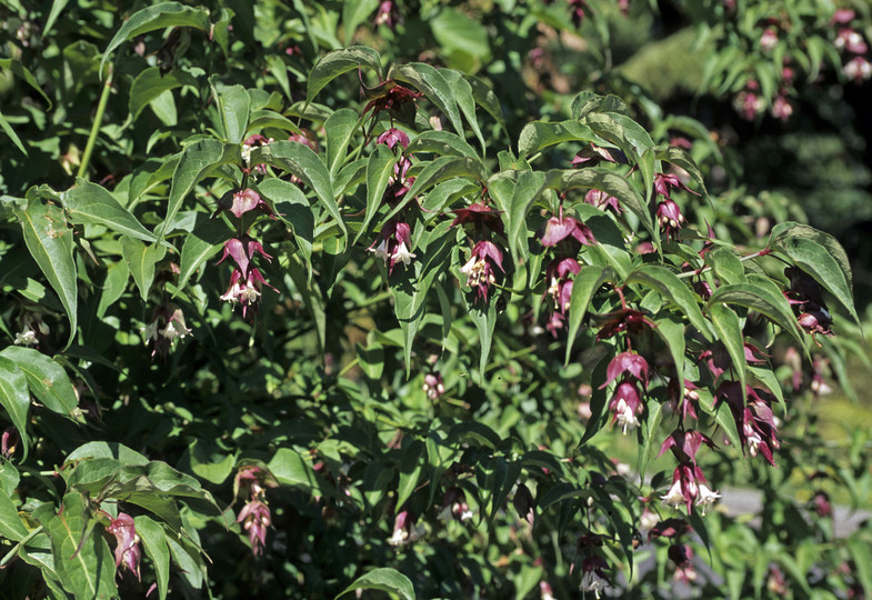 Leicesteria formosa