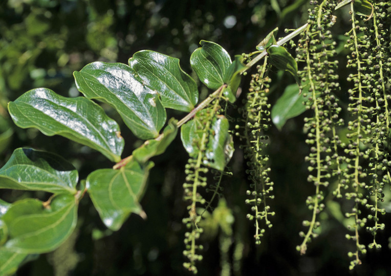 Coriaria arborea