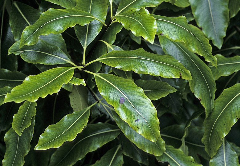 Pittosporum eugenioides