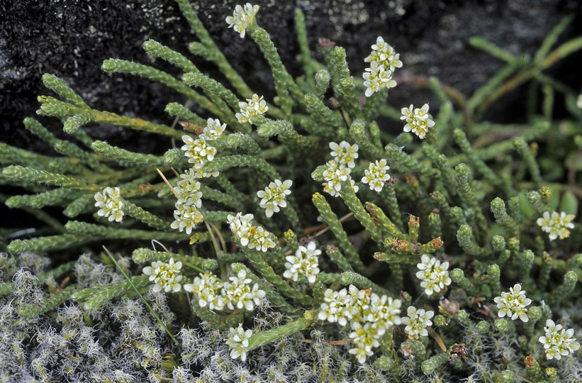 Kelleria dieffenbachii