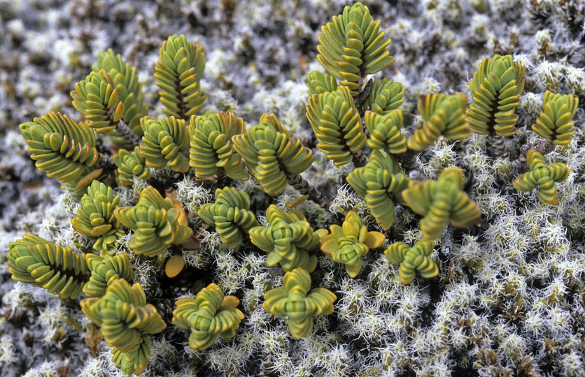 Pimelea sp.?