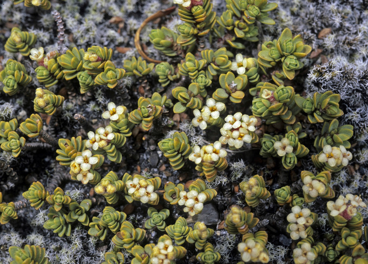 Pimelea sp.?