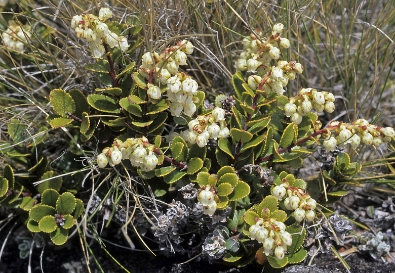 Gaultheria colensoi