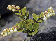 Gaultheria colensoi