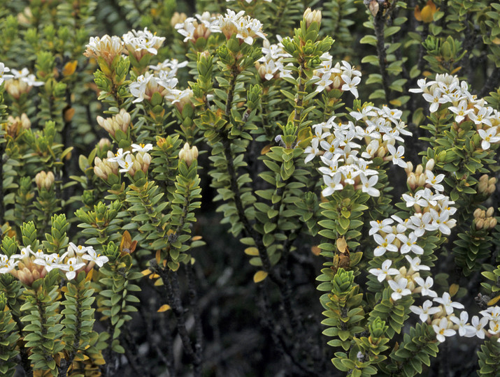 Pimelea buxifolia