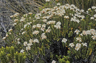 Pimelea buxifolia