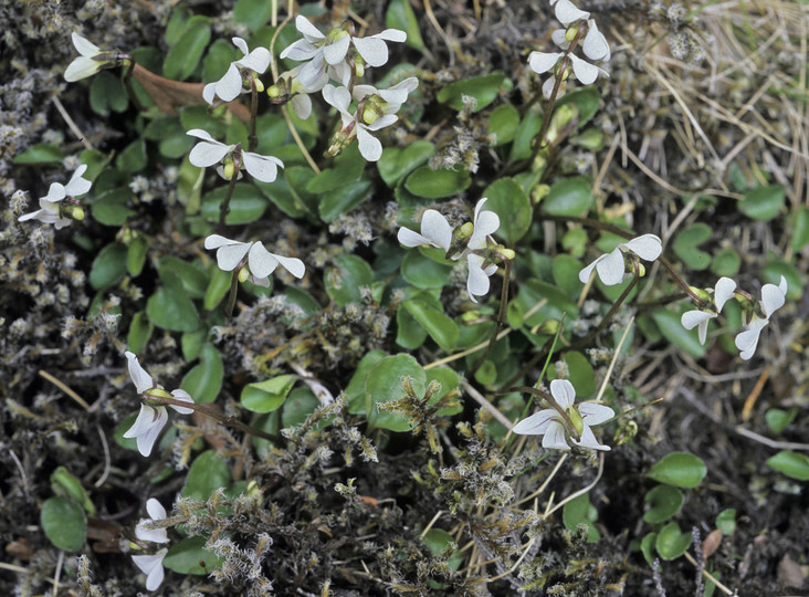 Viola filicaulis?