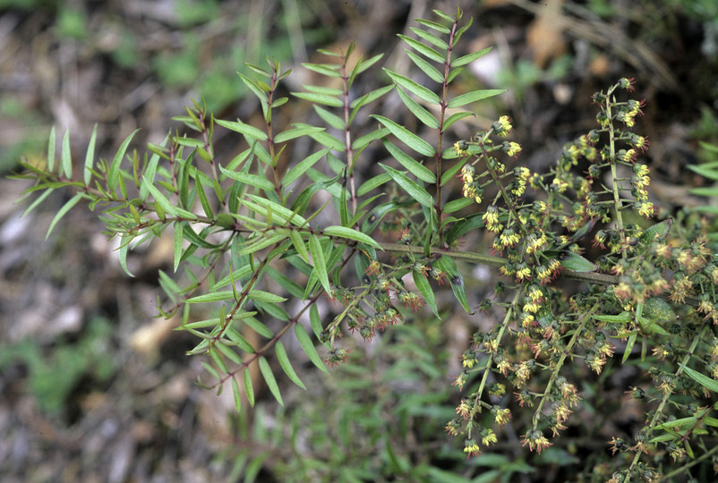 Coriaria pteridioides