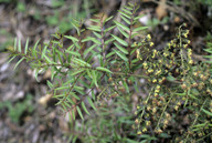 Coriaria pteridioides