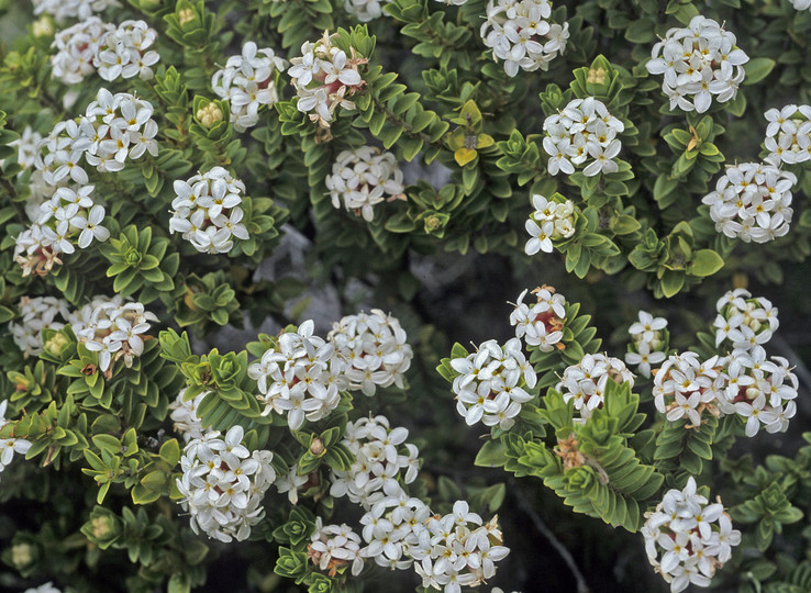 Pimelea buxifolia