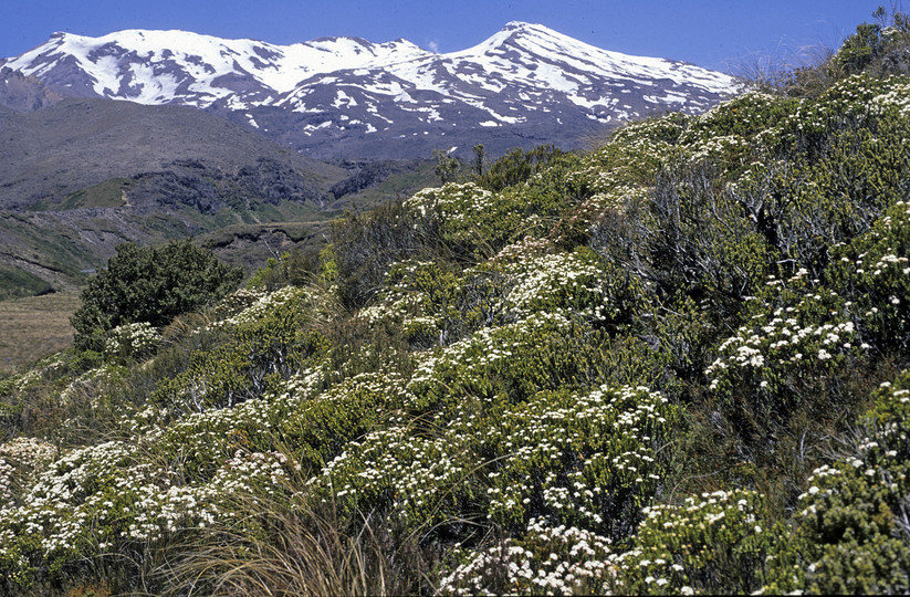 Pimelea buxifolia