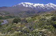 Pimelea buxifolia