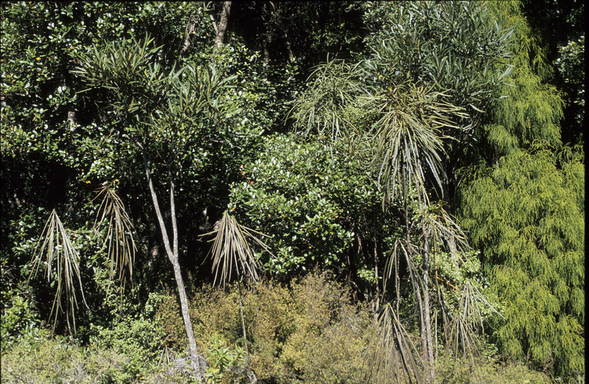 Pseudopanax crassifolius