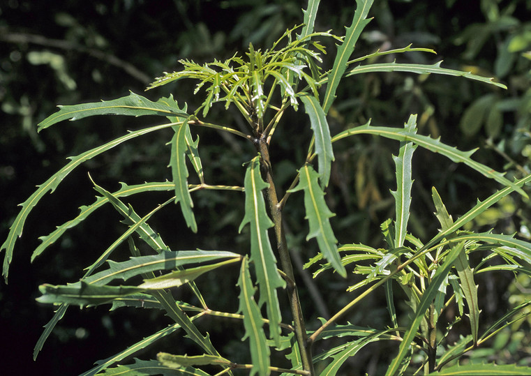 Pseudopanax crassifolius