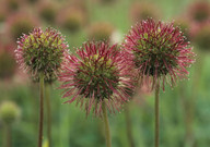 Acaena novae-zelandiae