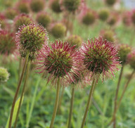 Acaena novae-zelandiae